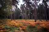 Colorful orange autumn bracken on a forest floor marking the changing of the seasons in a scenic nature landscape