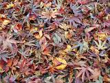 a bed of golden, red and maroon coloured autumn fallen leaves