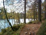 Footpath through Cumbria woodland meandering through the trees alongside a river or lake in autumn, scenic landscape view