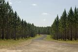 Pine plantation in rural countryside providing a natural resource for fuel, energy, construction and carpentry for the forestry industry