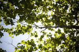 View from below of a branch of a tree covered in fresh green leaves back lit by the sunlight from above in a blue sky