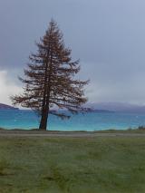 a single pine tree on the edge of a lake full of blue looking melt water, beauty, beautiful, comparison with a strom clouds, 