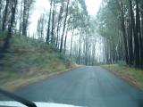 driving through a wet forest road