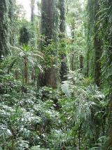 rainforest jungle, clean, lush and verdant plantation
