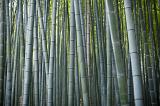 zen theme background, green bamboo tree stems
