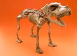 a dog halloween skeleton decoration with mouth wide open barking