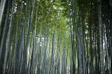 a peaceful bamboo forest grove, fresh woodland air